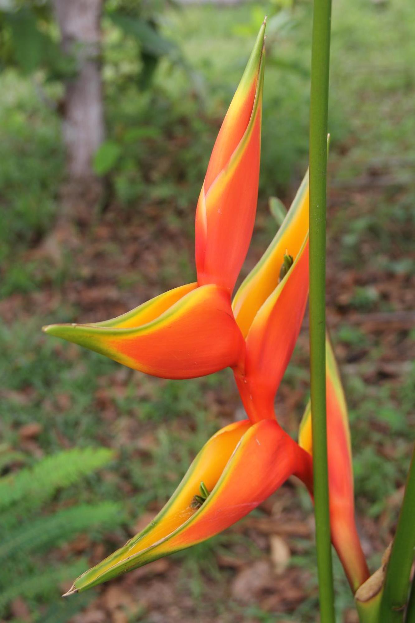 Purachata Ecolodge 이키토스 외부 사진