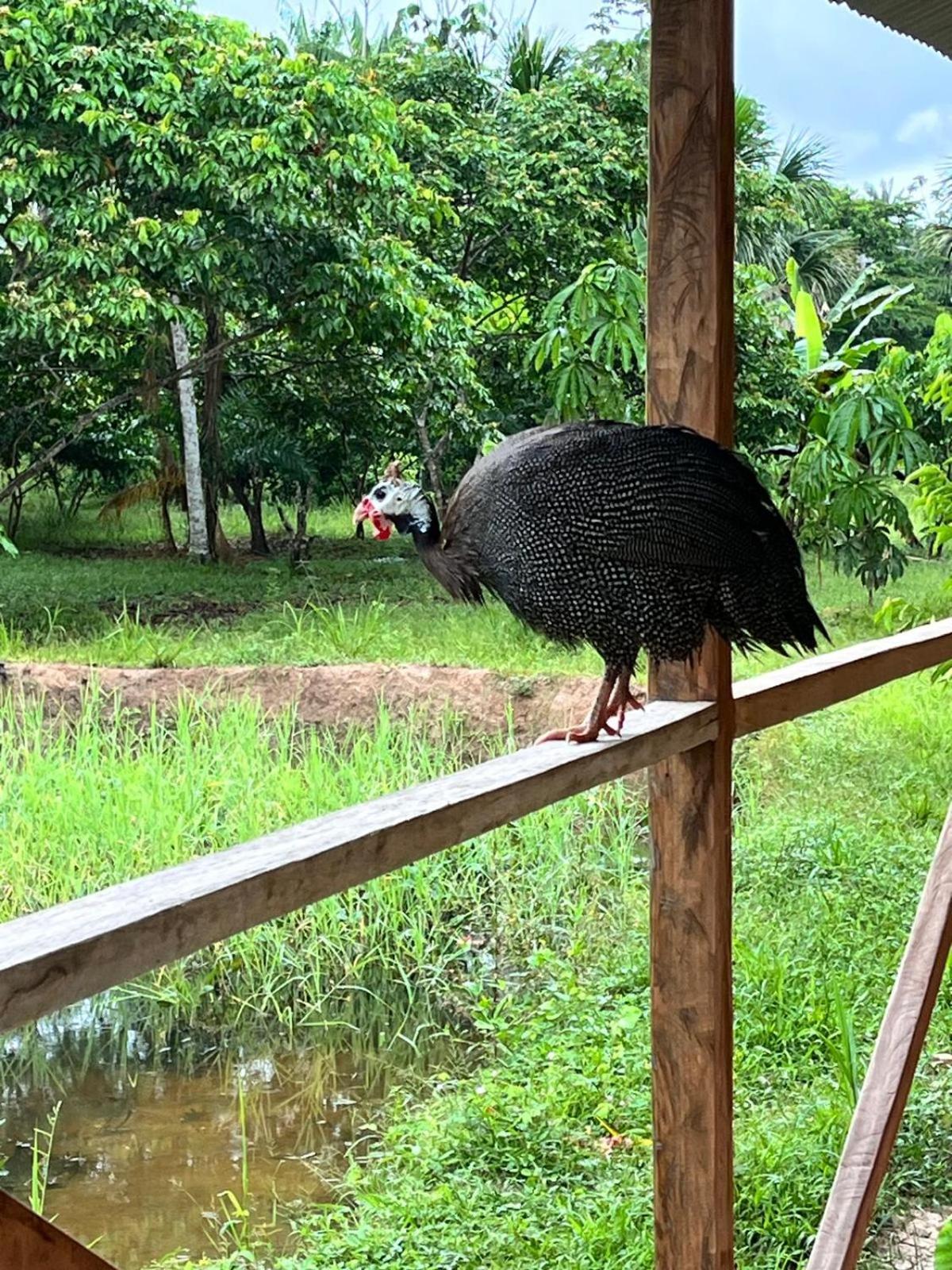 Purachata Ecolodge 이키토스 외부 사진