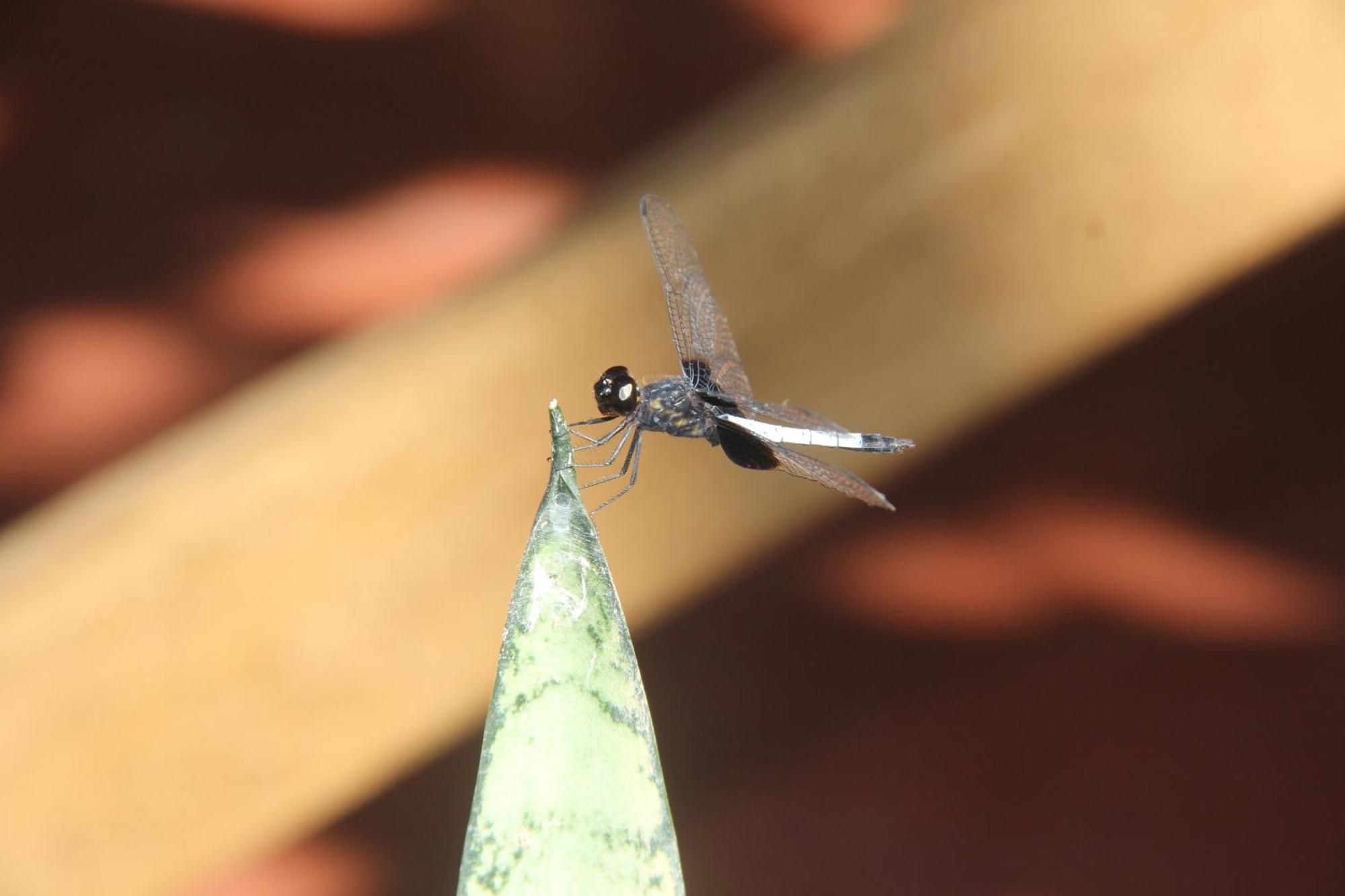 Purachata Ecolodge 이키토스 외부 사진